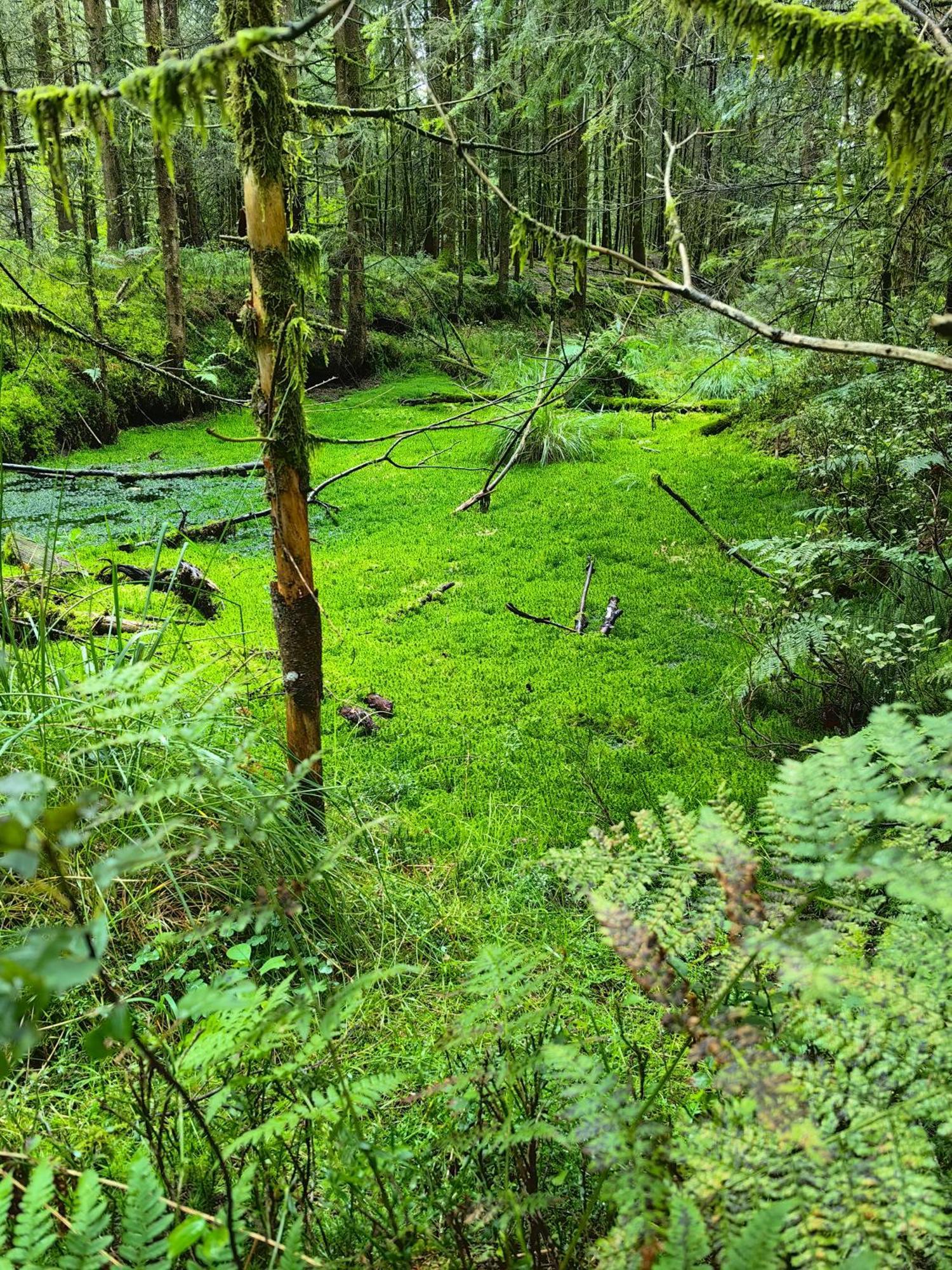 Voegelhof Lägenhet Doren Exteriör bild