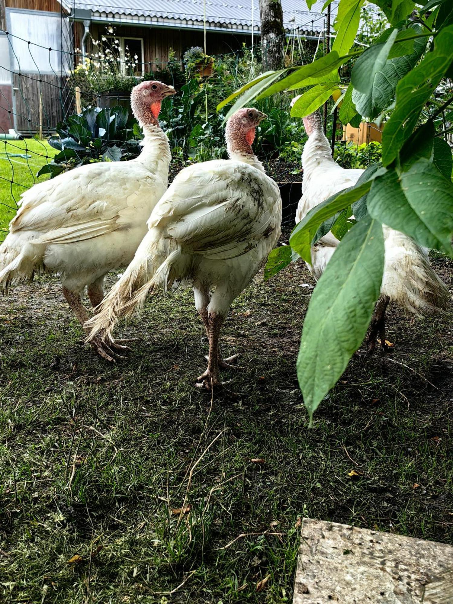 Voegelhof Lägenhet Doren Exteriör bild