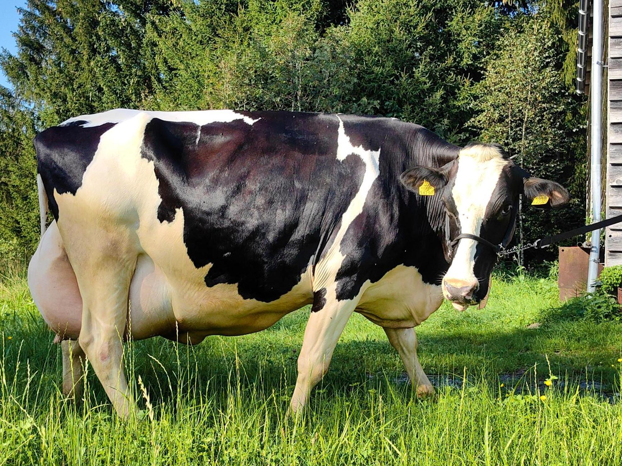 Voegelhof Lägenhet Doren Exteriör bild