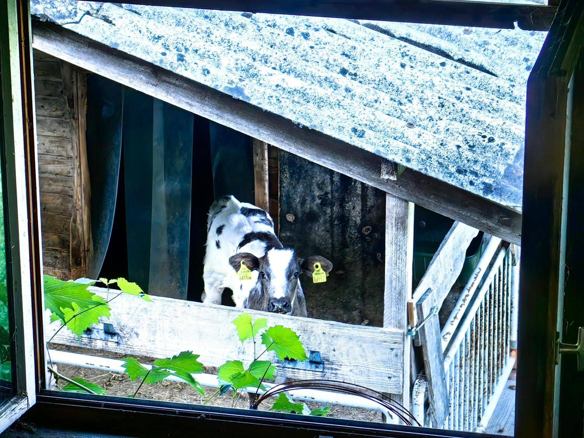 Voegelhof Lägenhet Doren Exteriör bild