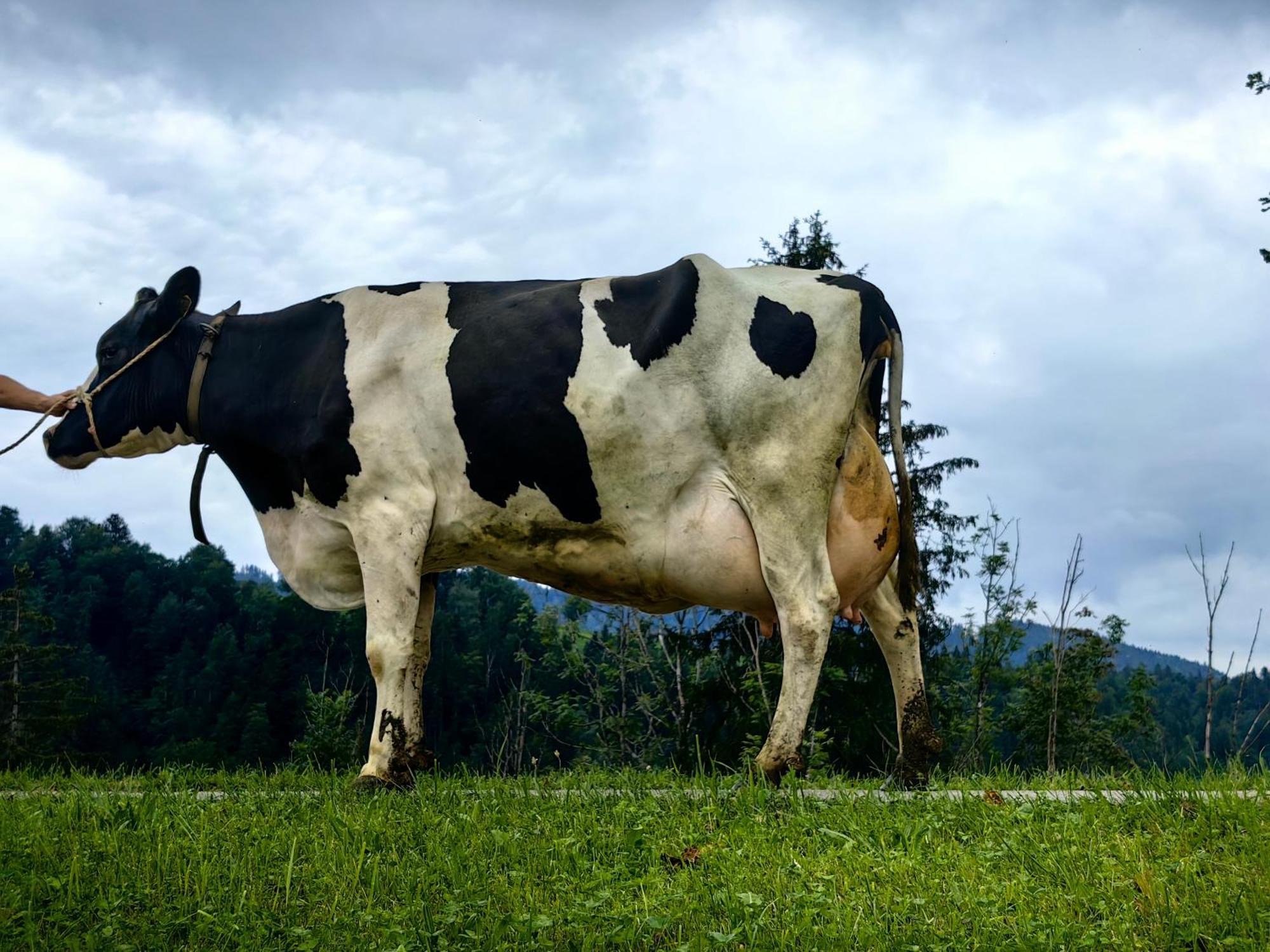 Voegelhof Lägenhet Doren Exteriör bild