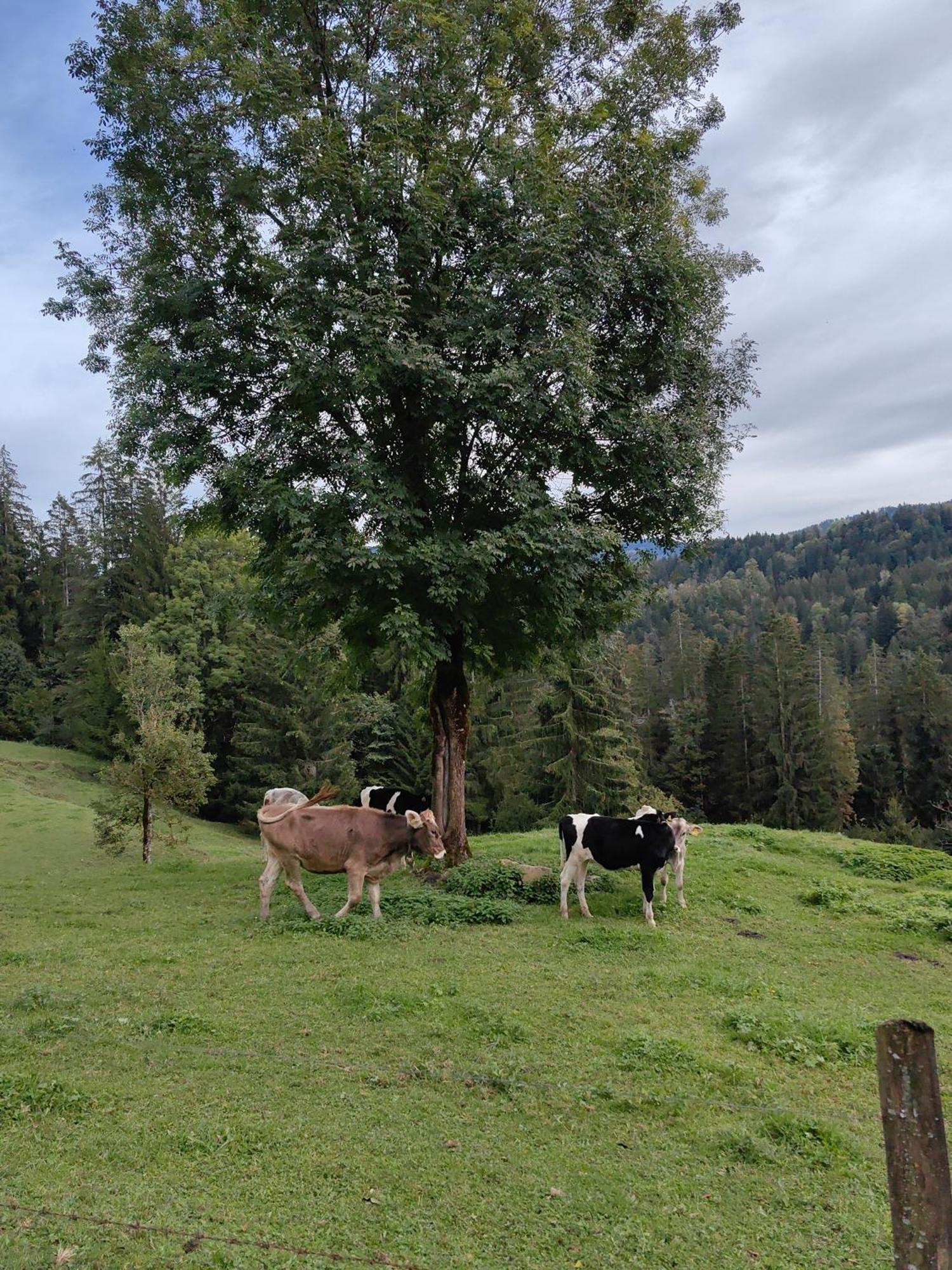 Voegelhof Lägenhet Doren Exteriör bild