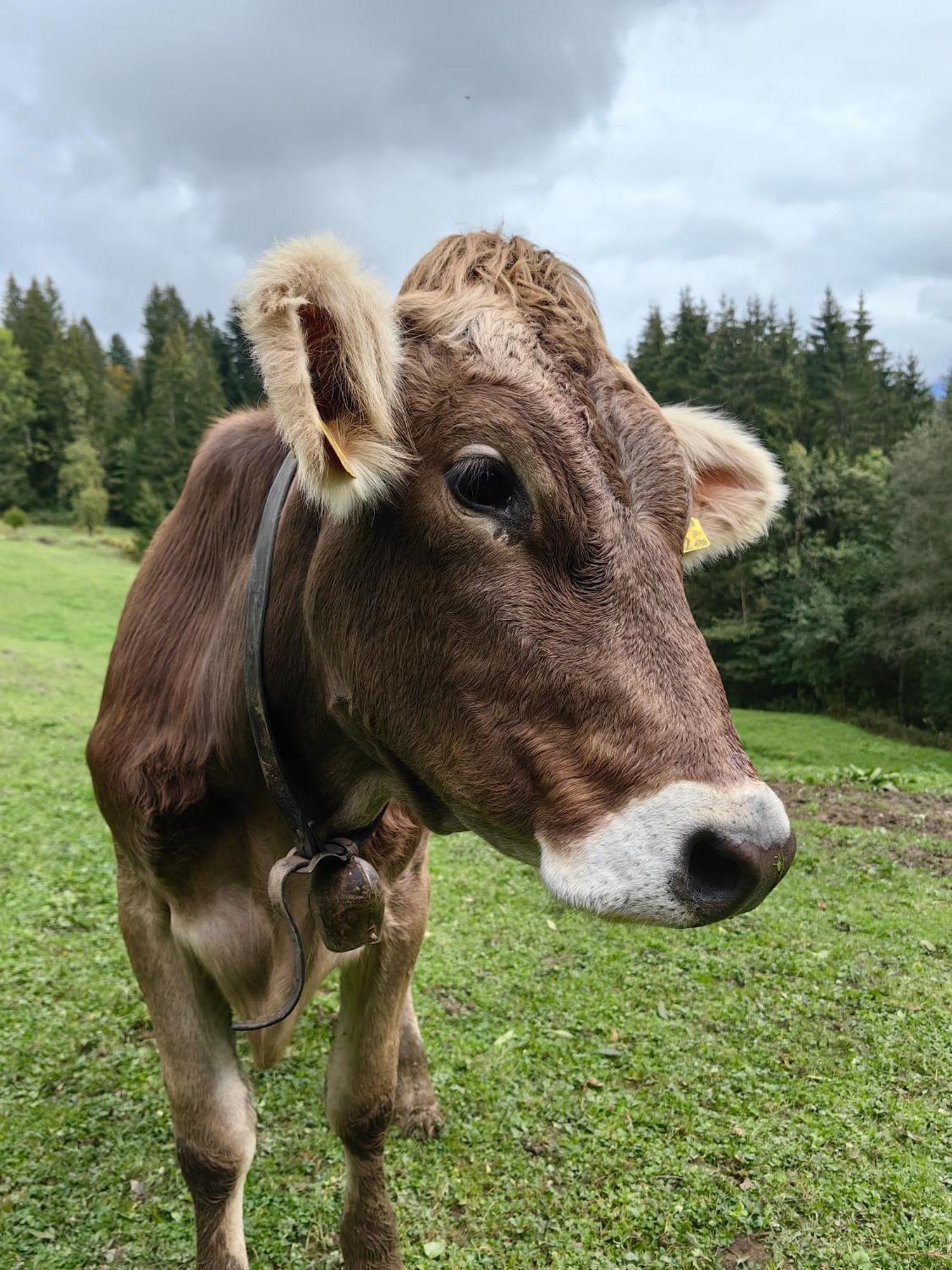 Voegelhof Lägenhet Doren Exteriör bild